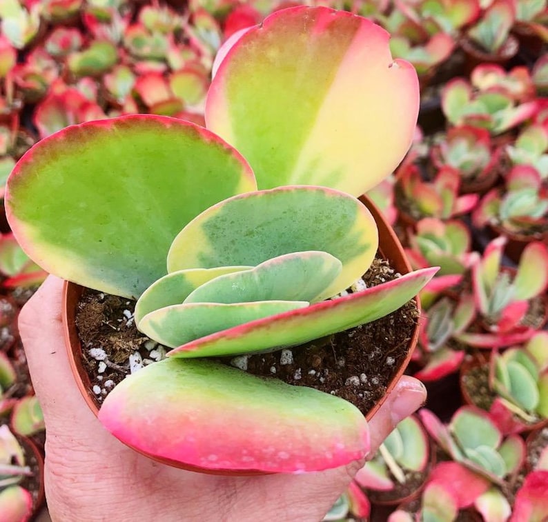 SucculentCreationz Kalanchoe Luciae - Thumbnail 5
