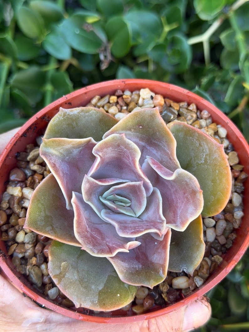 SucculentCreationz Echeveria Succulent - Thumbnail 3