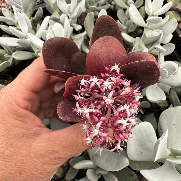 Crassula multicava Ruby Red Succulent Plant 2” pot