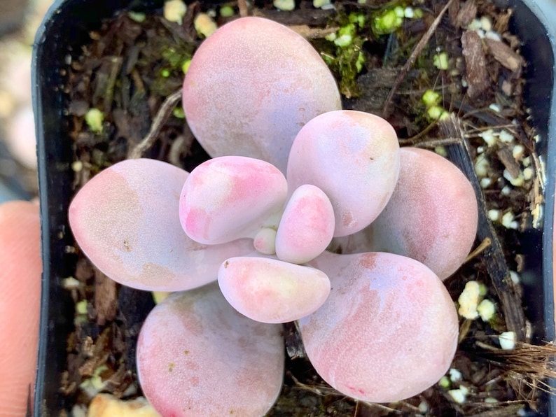 Pink moonstones succulent plant