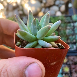 Plante succulente pachyphytum compactum 2 petit bijou Pot de plante succulente 2 image 4