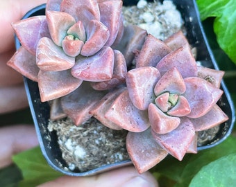 2" Vera Higgins Succulent Plant live