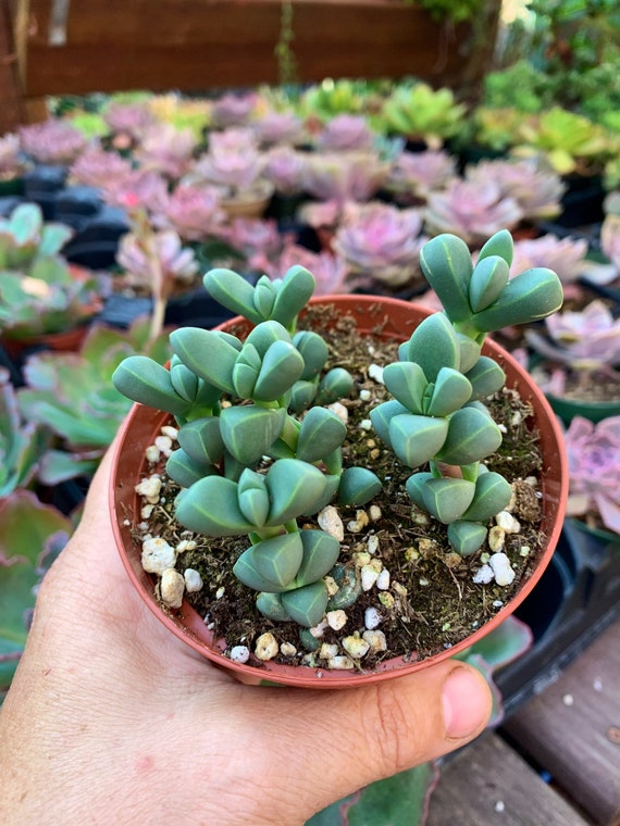 Corpuscularia Lehmannii Ice Plant Succulent Plant 4 Pot Etsy
