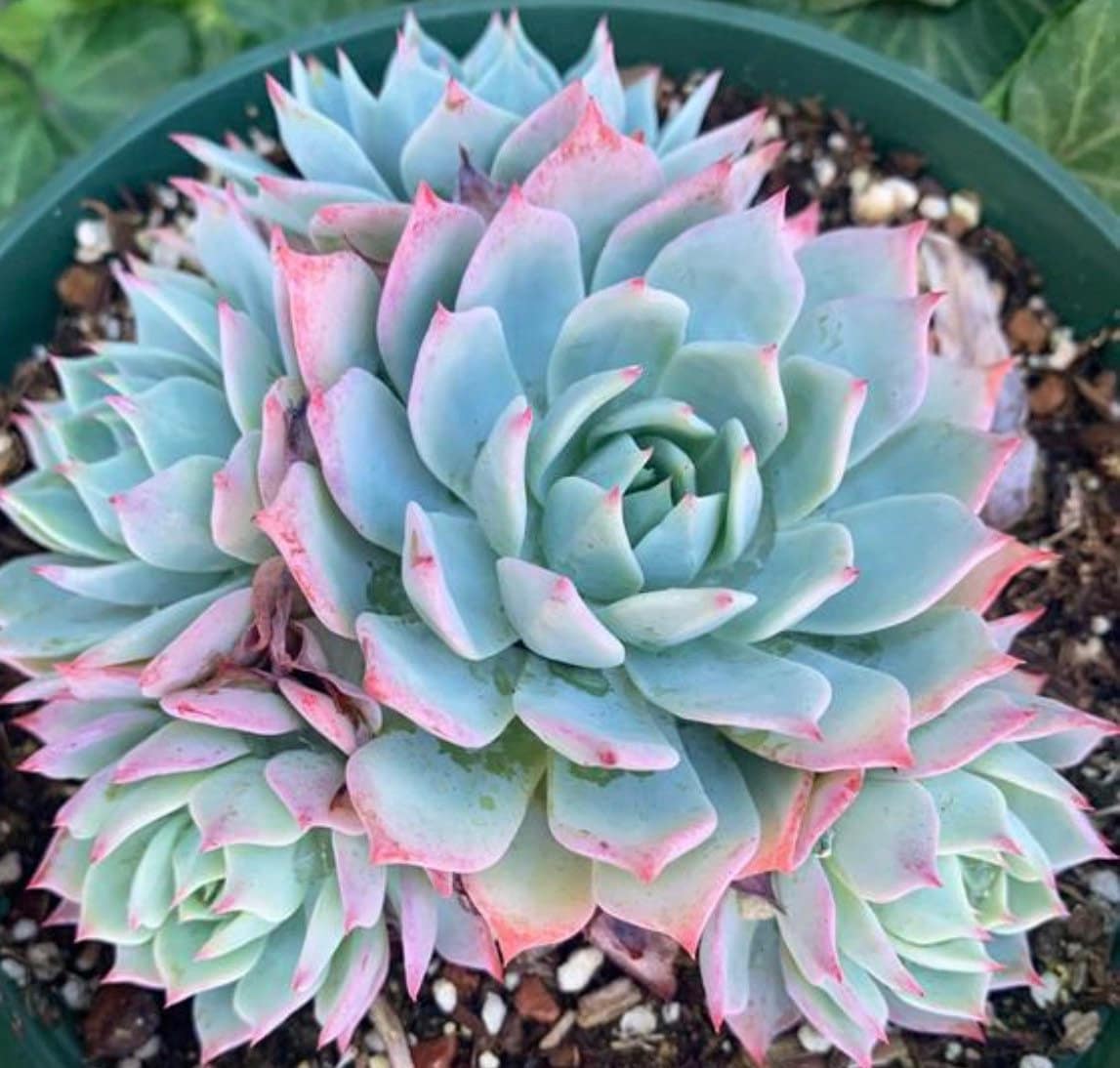 6 Echeveria Secunda Blue Mist Cluster Succulent Plant With Offsets - Etsy