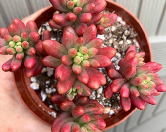 4” Vibrant colored Sedum Rubrotinctum Aurora / Pink Jelly Beans shown in a 4” pot