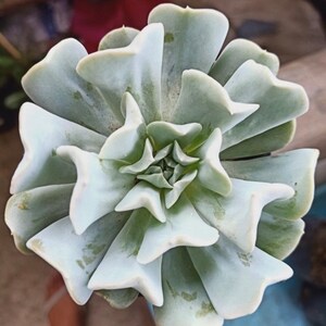 6” Echeveria Topsy Turvy Runyonii Succulent