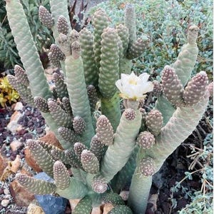 Pinecone Acorn Cactus - Tephrocactus Articulatus Inermis Rooted Live Succulent in  2" & 4"  pot