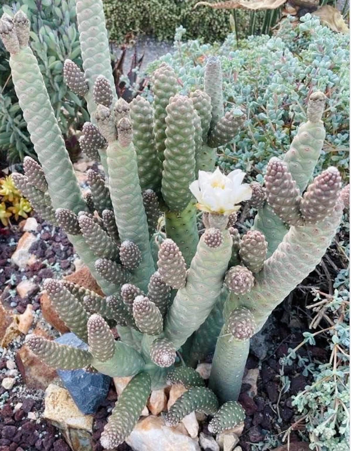 Pinecone Acorn Cactus - Tephrocactus Articulatus Inermis Rooted