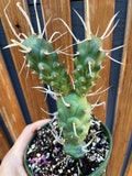 4” Opuntia Papyracanthus Paper Spines Cactus Indoor \ Outdoor Cactus Plant Succulents Rooted