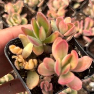 May include: A small pot of succulent plants with green and pink leaves. The leaves are fleshy and have a slightly pointed shape. The plant is in a black plastic pot.