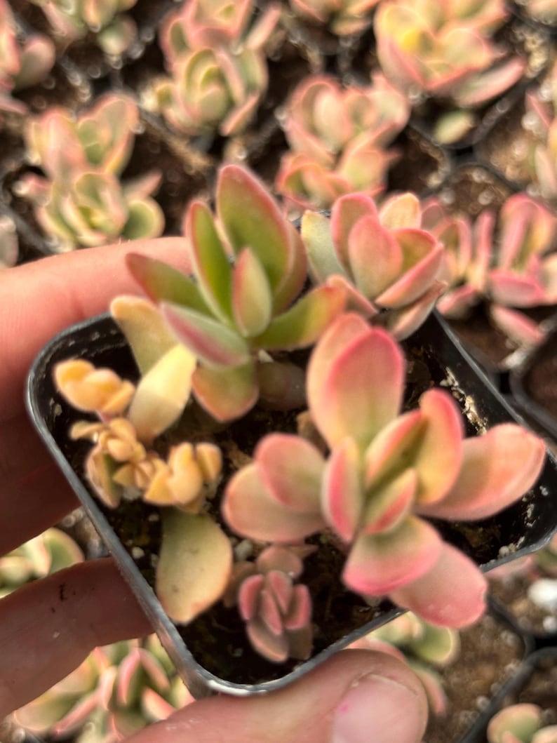 May include: A small pot of succulent plants with green and pink leaves. The leaves are fleshy and have a slightly pointed shape. The plant is in a black plastic pot.
