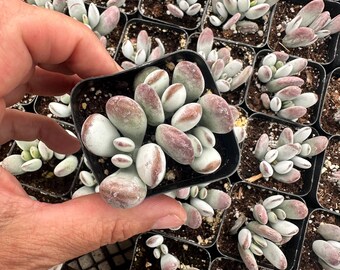 Rare Cotyledon Orbiculata Higginsiae, Round-leafed navel-wort, pig's ear succulent 2" and 4" pot
