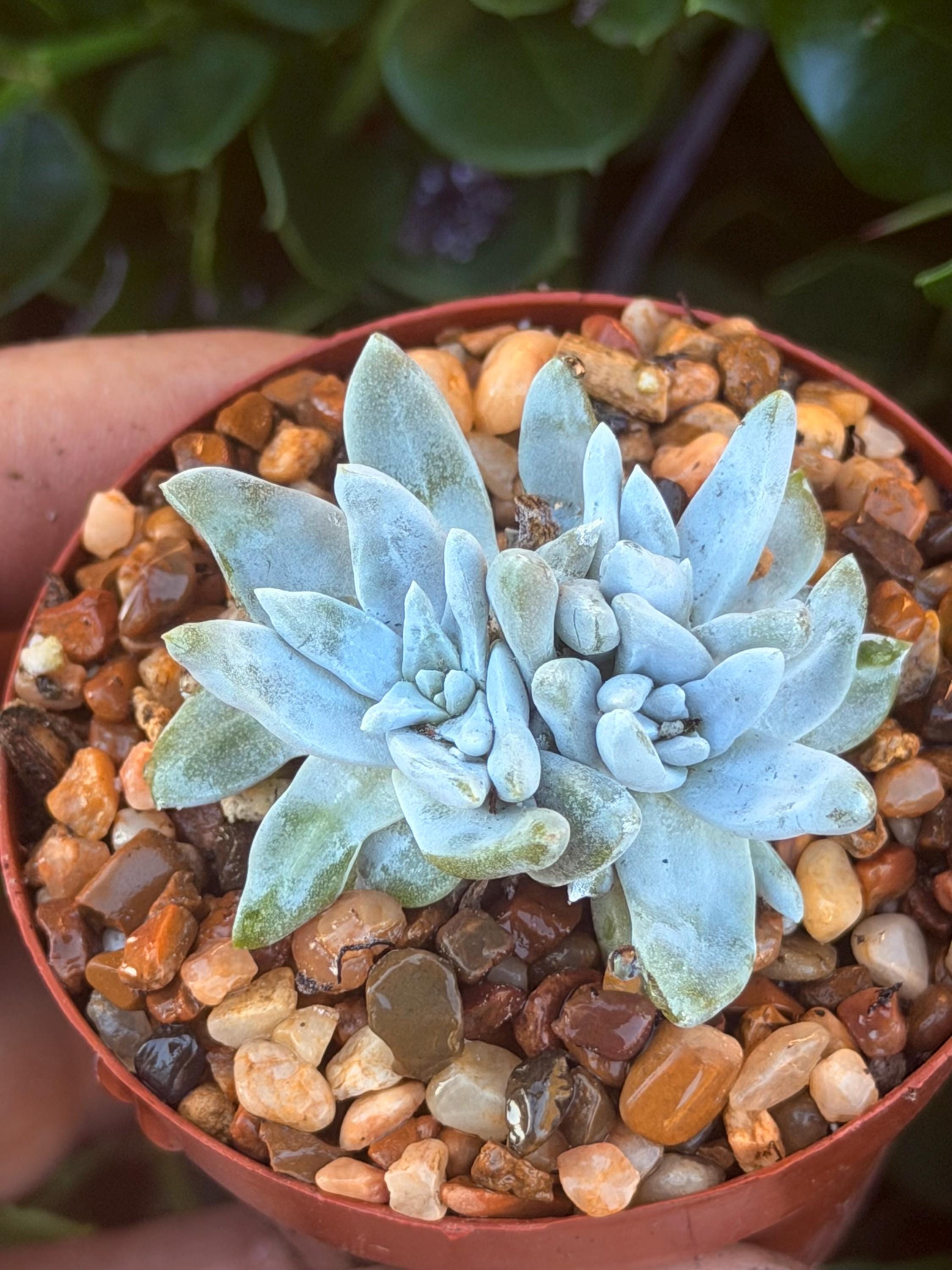 Rare Cluster Dudleya Gnoma White Sprite in 2.5