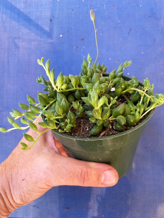String of Peas Senecio Herreianus Trailing Rooted Live Succulent Plant in  2", 4", 6" Pot - Etsy Israel