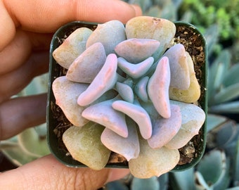 2" Echeveria Cubic Frost Succulent Plant 2" pot