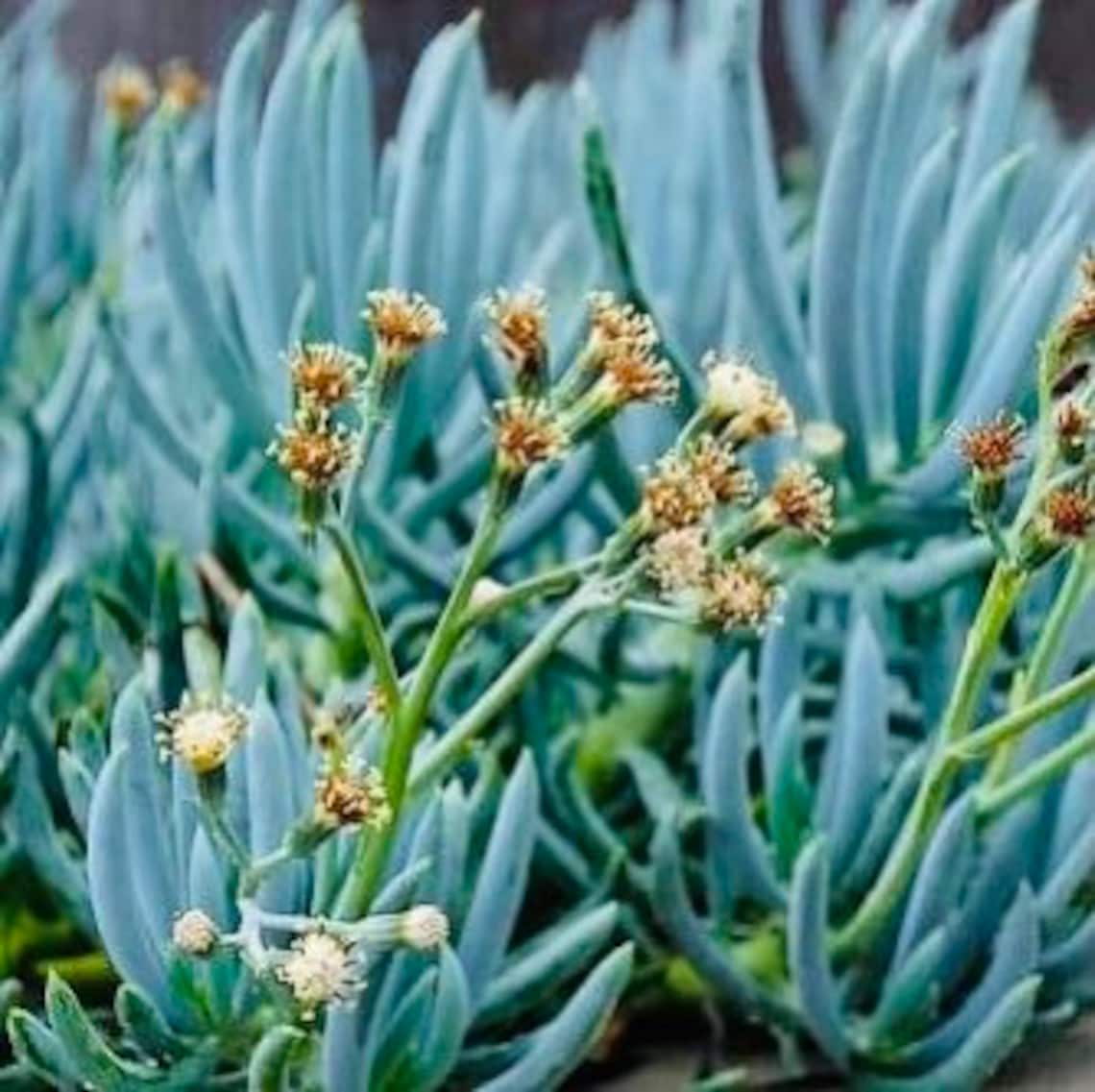Senecio Mandraliscae Blue Pickle Plant. Succulent Plant Etsy