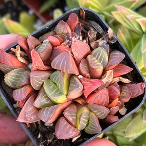 Haworthia Retusa Rooted Live Succulent Plant In 2” Pot