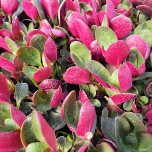 4” Crassula multicava Red (Fairy Crassula) pot