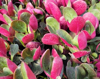 Live Crassula Streyi 'Pondo Cliff' Succulent | Unique Addition to Your Garden In 2”, 4” pots