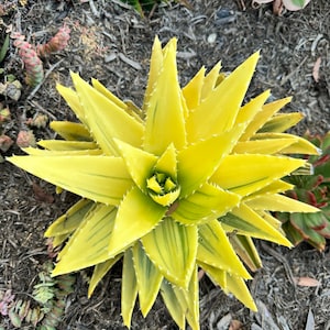Aloe Nobilis Variegated, Gold-Tooth Aloe Succulent (small) cuttings with some root in 4" and 6"