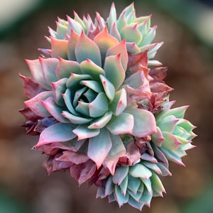 4&quot; Echeveria Blue Mist  Succulent - see second pic live succulent 4&quot; Pot