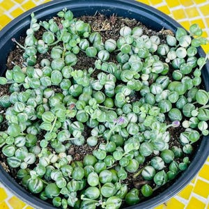 Variegated String of Pearls, VSOP, Green & Cream Beads, Rare Trailing Rooted Live Succulent Plant In 2”, 4", 6" Pot image 9