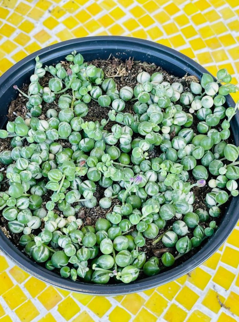 Variegated String of Pearls, VSOP, Green & Cream Beads, Rare Trailing Rooted Live Succulent Plant In 2”, 4", 6" Pot image 9