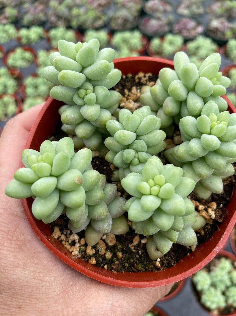 4 Burro/ Sedum Morganianum / Donkey Tail Trailing Succulent image 1