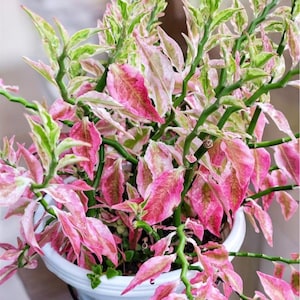 Pedilanthus Curly Devil's Backbone | Devil's Backbone Variegated | Jacob's Ladder Pedilanthus | Pedilanthus Tithymaloides | 2in and 4in pot