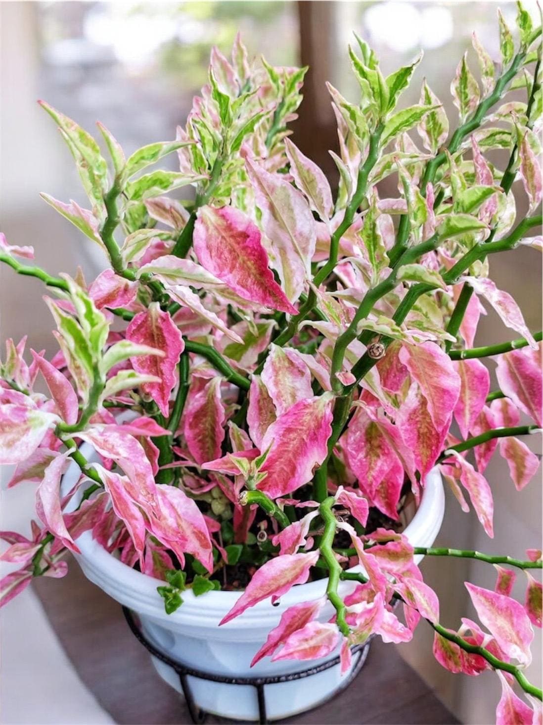 Devil's Plant - Etsy