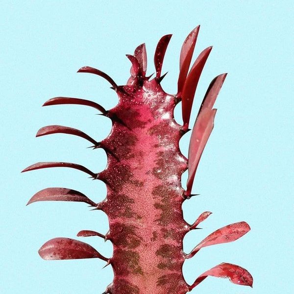 4" Euphorbia Trigona Rubra ‘Royal Red’ measures aprox 5-8 inches tall