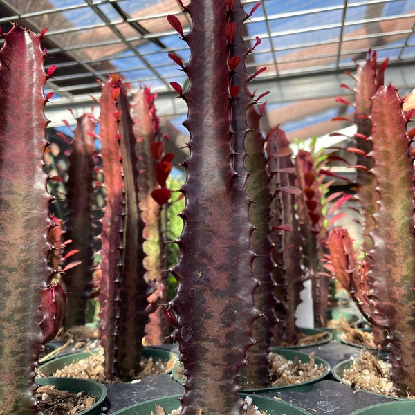 4” Euphorbia Trigona Ruby measures aprox 7-11 inches tall