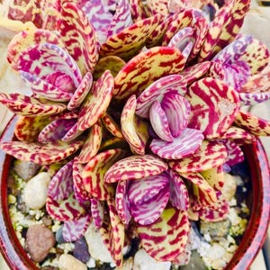 Tiger Kalanchoe Humilis ‘Desert Surprise’ Rare Exotic Rooted Live Succulent Plant In 2"& 4" and gallon Pot