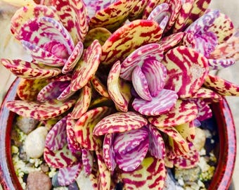 Tiger Kalanchoe Humilis ‘Desert Surprise’ Rare Exotic Rooted Live Succulent Plant In 2"& 4" and gallon Pot