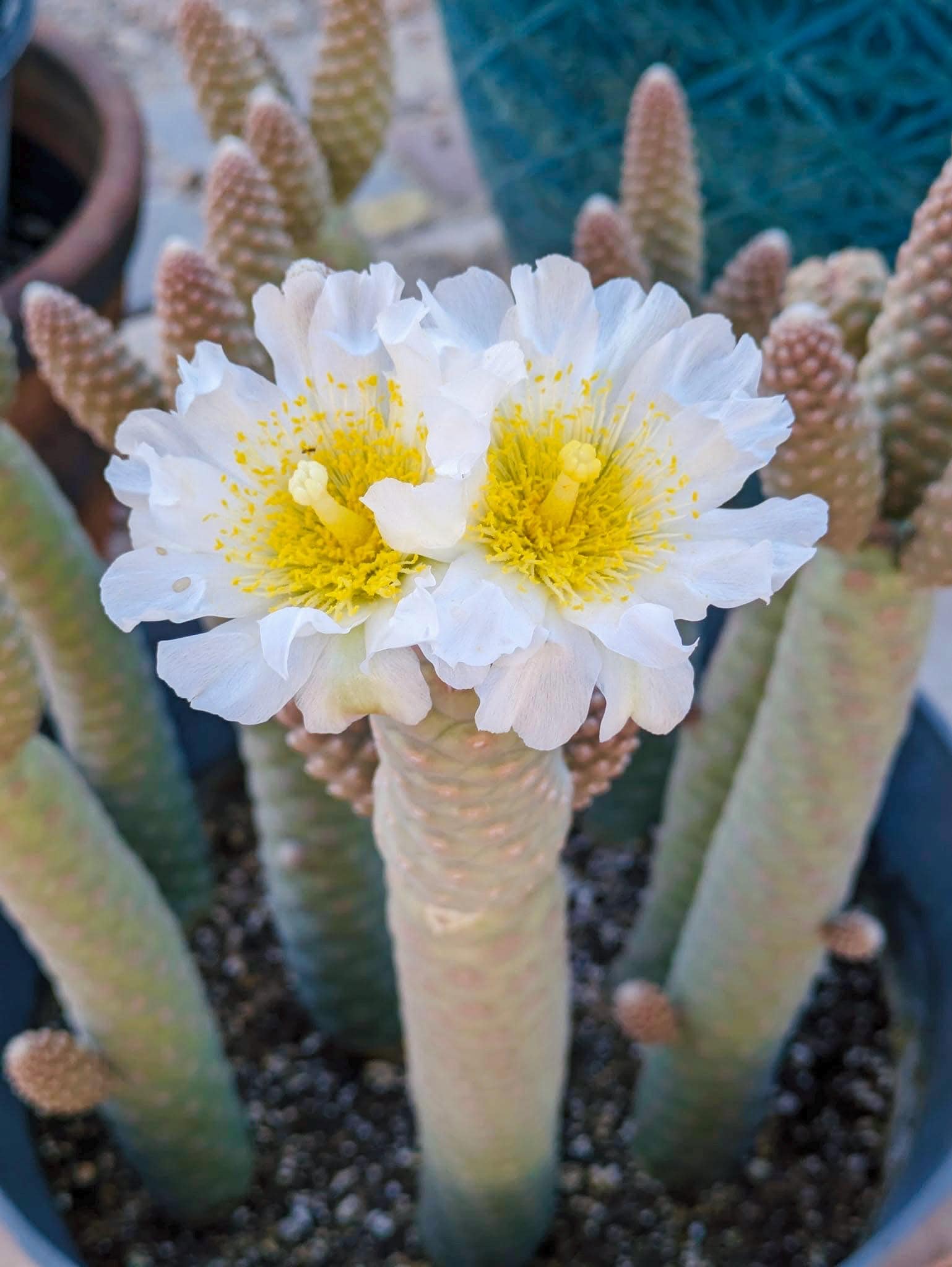 Pinecone Acorn Cactus - Tephrocactus Articulatus Inermis Rooted