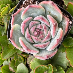 2" Echeveria Colorata Succulent Plant 2” pot