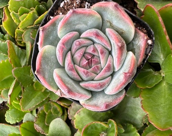 2" Echeveria Colorata Succulent Plant 2” pot