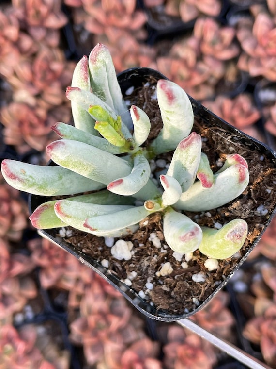 statice flower seeds Statice 'QIS White' Seeds – 3 Porch Farm