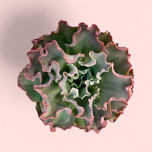 8&quot; Echeveria Blue Curls Succulent measures aprox 7-9 inches