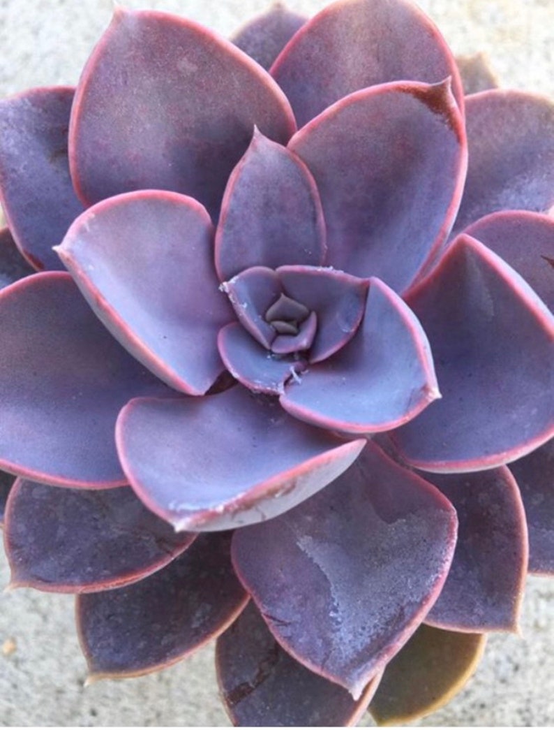 Echeveria Purple Pearl Succulent Plant 6 pot Etsy Echeveria Purple Pearl Succulent Plant 6 pot Etsy