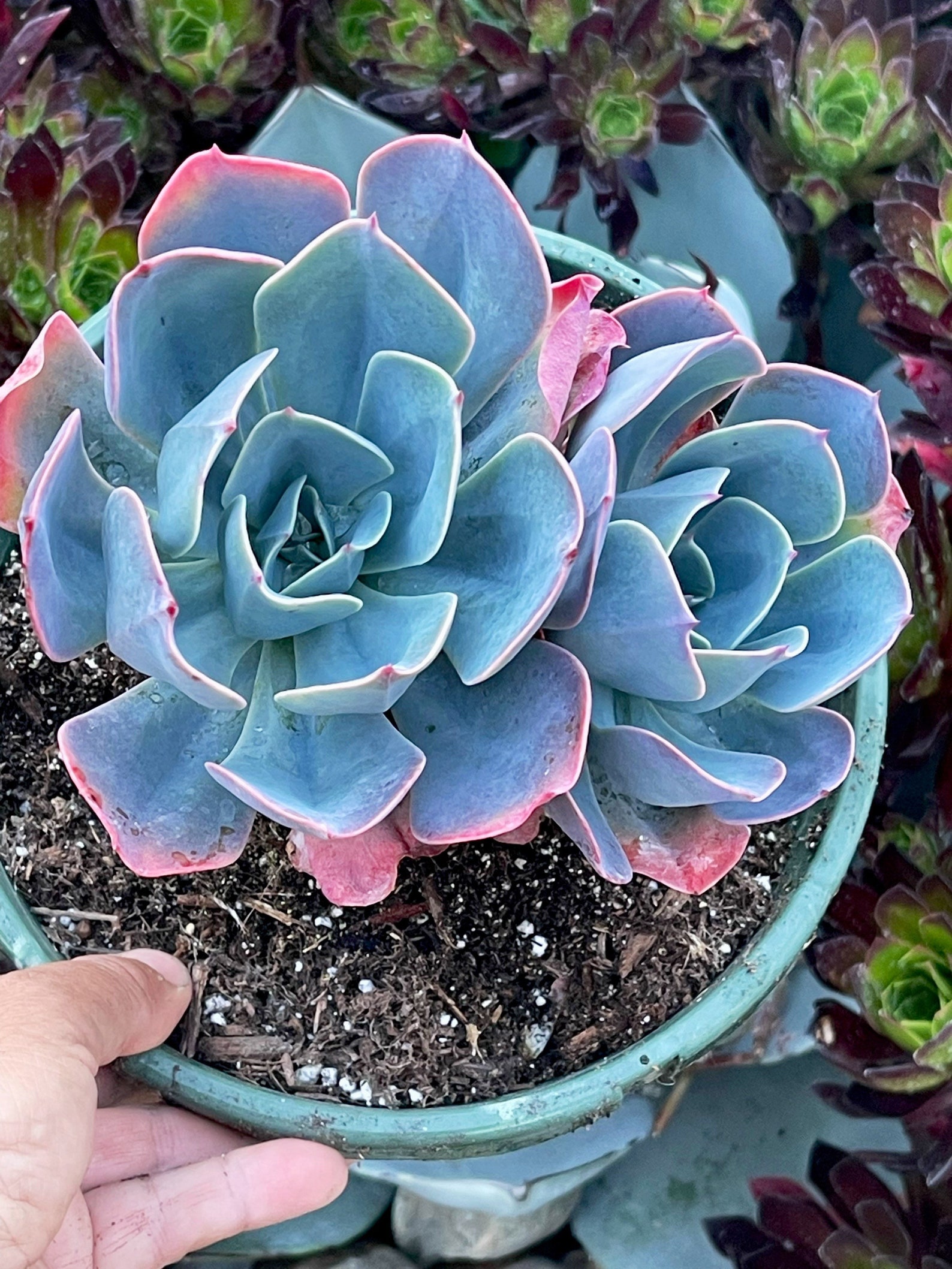 Echeveria Blue Sky