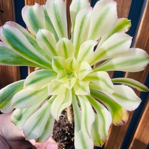 5” Aeonium Atropurpureum  Variegata