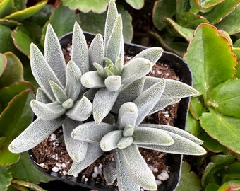 2" Crassula Mesembryanthemoides ‘Tenelli’ Succulent Plant