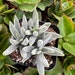 see more listings in the The Littles 2-3" plants section