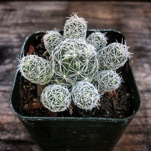 2&quot; Mammillaria gracilis fragilis &#39;Thimble Cactus&#39; Plant Succulents Rooted 2&quot; pot