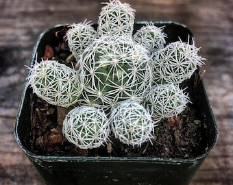 Mammillaria gracilis fragilis 'Thimble Cactus' Rooted Succulent live plant in 2”, 4” and 6" pot