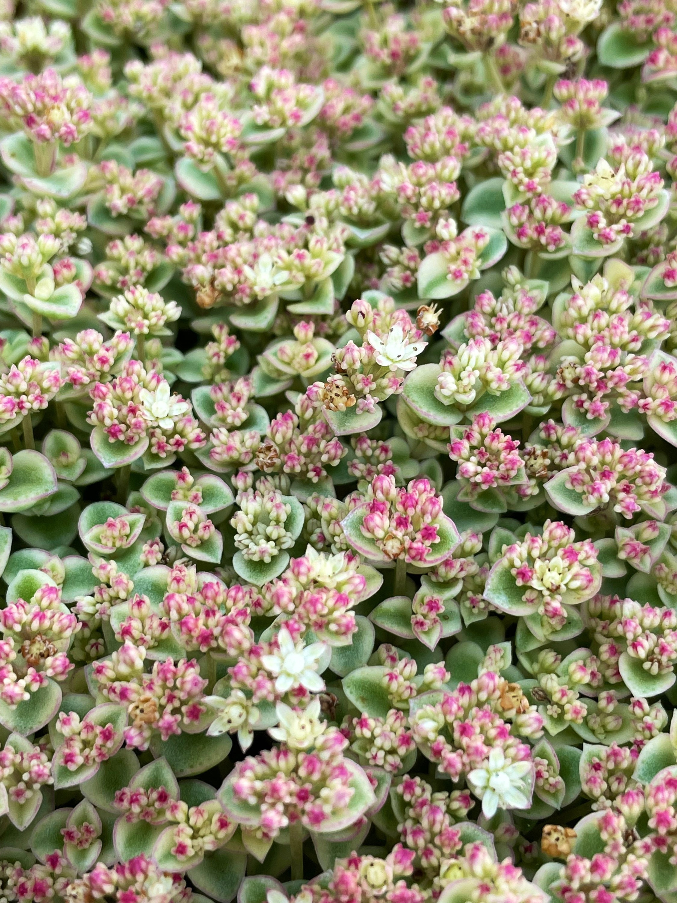 6”  Sedum Little Missy  / green / white /pink Succulent Plant 6”