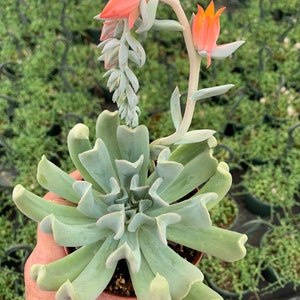 Echeveria Topsy Turvy Runyonii Succulent shown in a 4” pot measures about 3-4 inches wide.