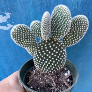 4” White Bunny Ears’ Opuntia Microdaysis Cactus- shown in a 4” pot