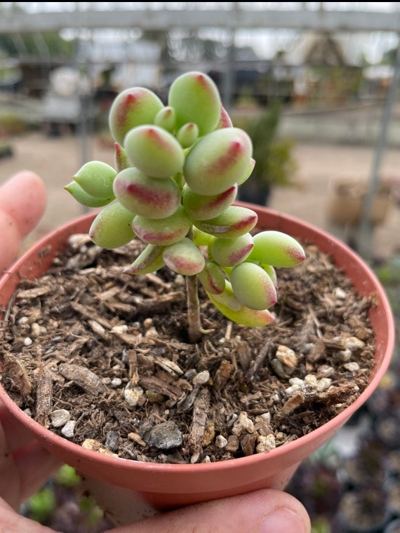 Cotyledon Pendens Cliff Hanger with root - 2-5th picture - example of what  you will receive / Rare